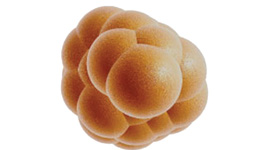 Celule Stem