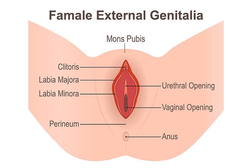 vulva2