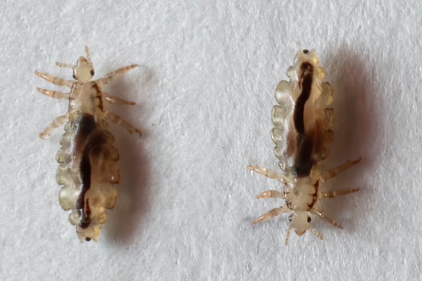 paduchi adulti macro