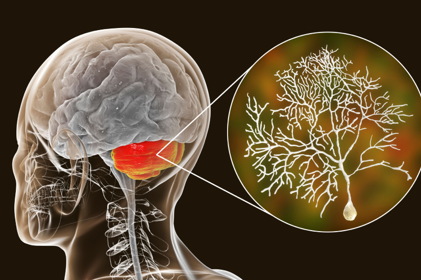 pozitie-cerebel-nervi-motorii