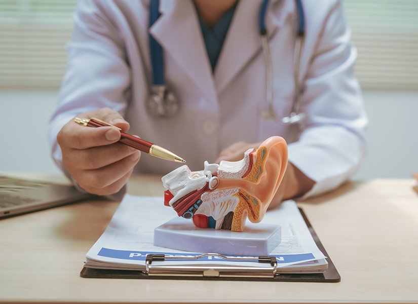 Anatomia urechii