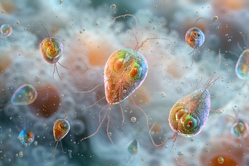Giardia lamblia – reprezentare microscopică