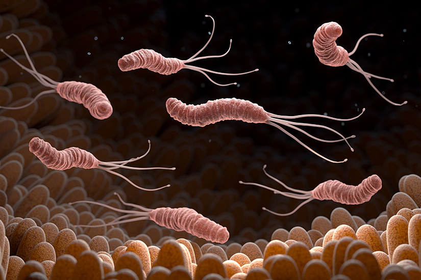 h-pylori-celule-stomac