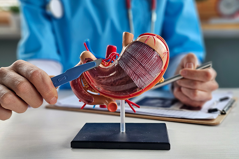 Anatomia sistemului digestiv