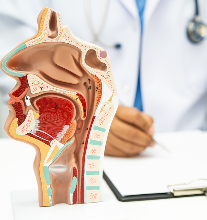 Model anatomic al nasului și gâtului, cu medic în fundal