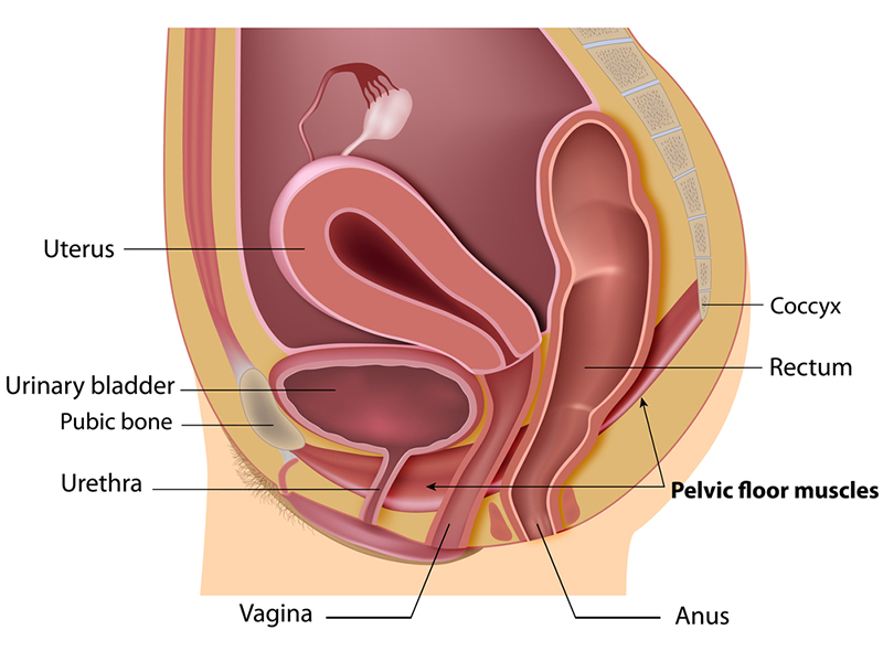 Prolaps de organe pelvine