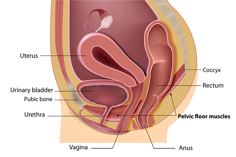 Aparatul urinar - Wikipedia