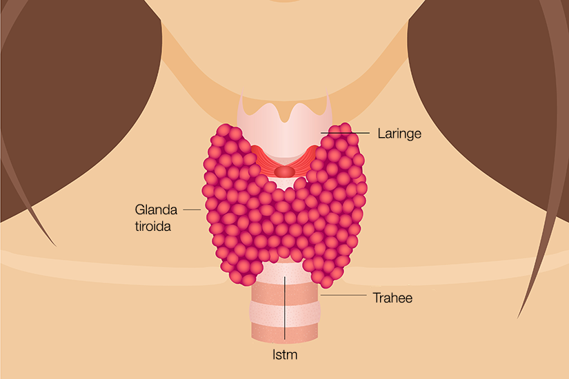 Glanda tiroida: ce este si cum functioneaza