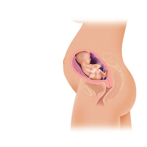 scadere in greutate in primul trimestru de sarcina