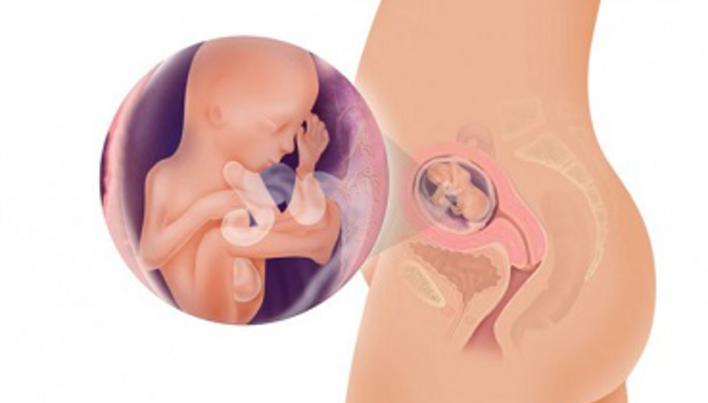Urmarirea sarcinii: luna 6 - Prof. Dr. Bratila