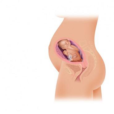 Este posibil usturoiul în timpul sarcinii în 1, 2 și 3 trimestru - Nou-născuți 