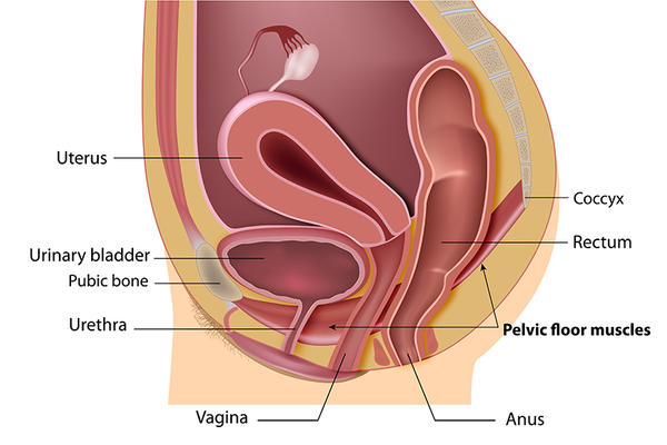 anatomia aparatului urinar la barbati)